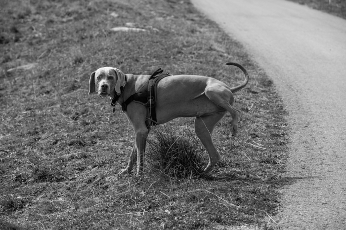 hermés in pause